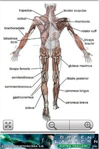Imagen de la anatomía humana