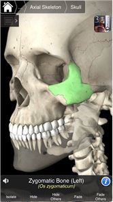 Essential Skeleton 3 image