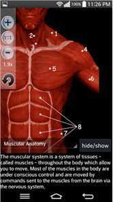 Anatomy Muscles image