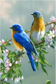 Canto de aves vivas imagen Wallapaper