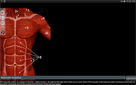 Los músculos imagen anatomía