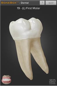 BoneBox™ - Dental Lite image