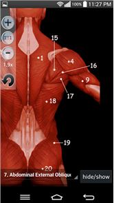 imagem Músculos anatomia