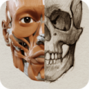 3D Anatomía para el artista