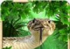 Anaconda de la serpiente Simulador