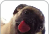 Dog Licker Live Wallpaper FREE