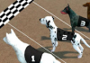 Racing Perro loco