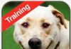 Dog Training