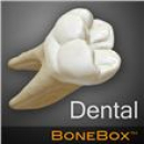 BoneBox™ – Dental Lite