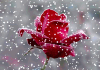 Snow Rose – Live Wallpaper