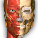 aprendizaje Anatomía – 3D Atlas