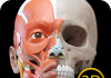 Muscle | Skeleton – 3D Anatomy