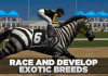 Final de la foto de carreras de caballos para Windows PC y MAC Descargar gratis